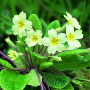 Unbranded CPRE Greetings Cards