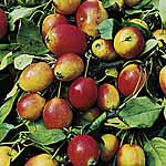 Unbranded Crab Apple John Downie 480565.htm