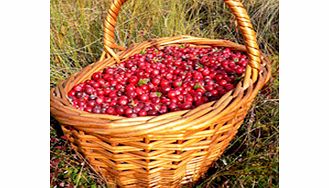 Unbranded Cranberry Plant - Pilgrim