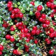 Unbranded Cranberry puree (frozen)