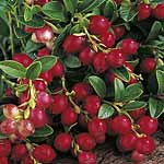 Unbranded Cranberry Red Star