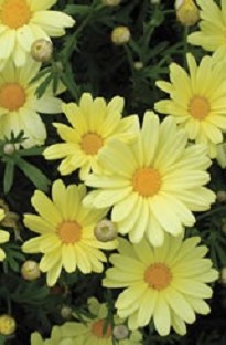 Crazy Daisy Butterfly Chrysanthemum has masses of daisy flowers of a delicate yellow colour. Great i
