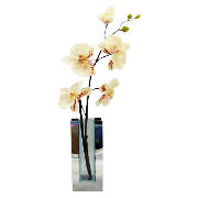 Unbranded Cream Orchid in Mirrored Rectangular Vase
