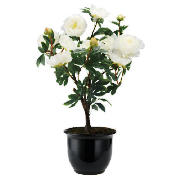 Unbranded Cream Peony In Black Planter