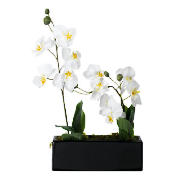Unbranded Cream Potted Orchid In Window Box