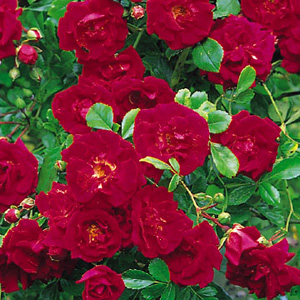 Crimson Shower is a typical rambler rose  producing trusses of bright crimson flowers against dark  