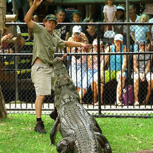Unbranded Croc Express - Australia Zoo and Crocodile Show