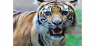 Unbranded Croc Express - Australia Zoo from the Gold Coast