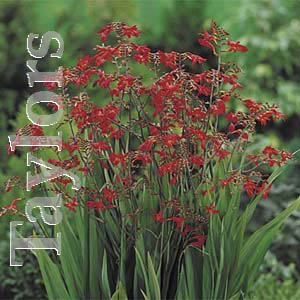 The Emberglow Crocosmia produces red flowers throughout the summer.