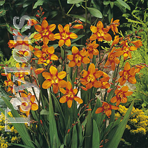 The Emily Mackenzie Crocosmia flowers all summer long with orange and red flowers.