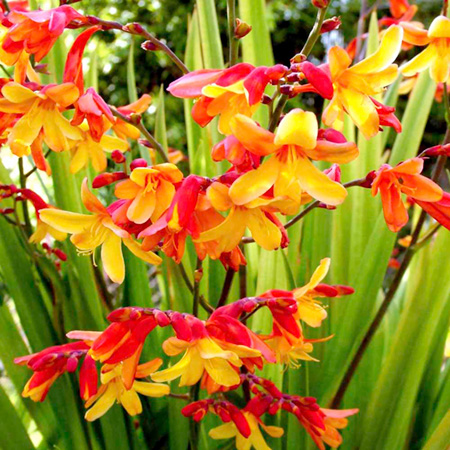 Unbranded Crocosmia Harlequin Plants Pack of 3 Pot Ready