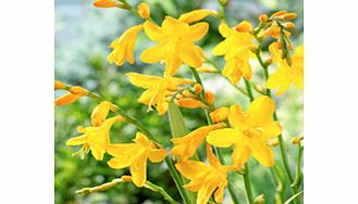 Unbranded Crocosmia Plant - Buttercup