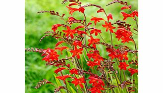 Unbranded Crocosmia Plant - Emberglow