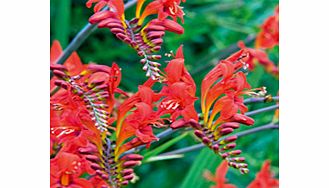 Unbranded Crocosmia Plant - Lucifer