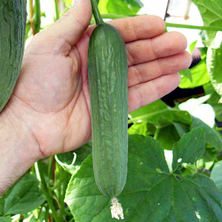 Unbranded Cucumber Baby F1 Seeds 6 Seeds