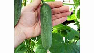 Unbranded Cucumber Baby F1 Seeds