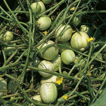 Unbranded Cucumber Crystal Apple Seeds Average Seeds 25