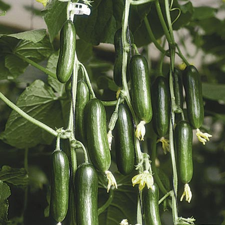 Unbranded Cucumber Cucino F1 Seeds 6 Seeds