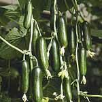 Unbranded Cucumber Cucino F1 Seeds