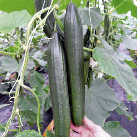 Unbranded Cucumber Euphya F1 Seeds 6 Seeds