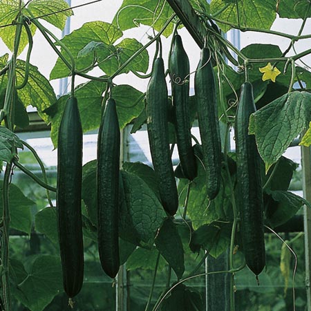 Unbranded Cucumber Grafted Fitness Plant (Large Cucumber)