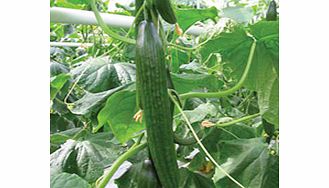 Unbranded Cucumber Grafted Plant - F1 Carmen