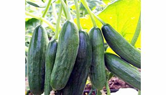 Unbranded Cucumber Grafted Plant - Mini Star
