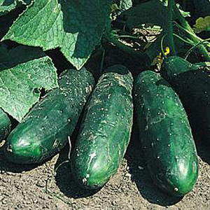 Unbranded Cucumber Masterpiece Seeds