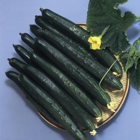 Unbranded Cucumber Natsuhikari F1 Seeds 8 Seeds