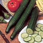 Unbranded Cucumber Palermo F1 Seeds 434787.htm