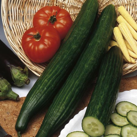 Unbranded Cucumber Palermo F1 Seeds 5 Seeds