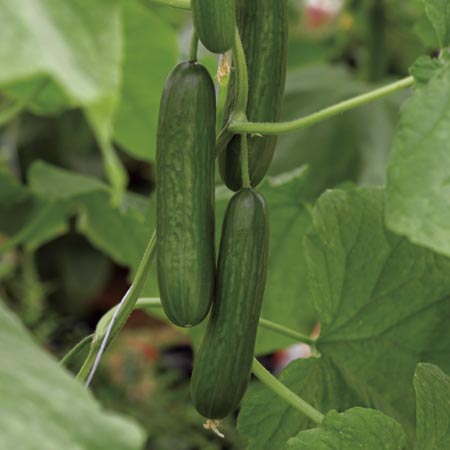 Unbranded Cucumber Passandra F1 Grafted Plants x 3 (late