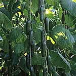 Unbranded Cucumber Passandra F1 Plants 474541.htm