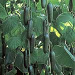 Unbranded Cucumber Passandra F1 Seeds