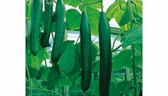 A superb all-female cucumber producing vigorous plants bearing heavy crops of long slightly ribbed high quality bitter-free fruits. The most reliable cucumber variety for unheated greenhouses. You dont have to have a large vegetable garden to grow yo