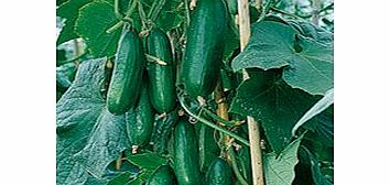 Unbranded Cucumber Plants - F1 Passandra