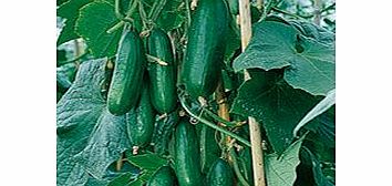 Unbranded Cucumber Plants - F1 Passandra