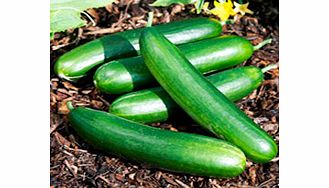 Unbranded Cucumber Plants - Grandel