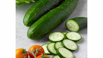 Unbranded Cucumber Plants - Outdoor Star