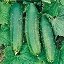 Unbranded Cucumber Seeds - Burpees Bush Champion F1