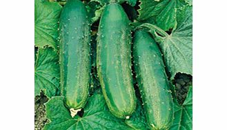 Unbranded Cucumber Seeds - Burpees Bush Champion