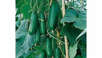Unbranded Cucumber Seeds - Passandra F1