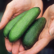 Unbranded Cucumber Seeds - Rocky F1