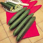 Unbranded Cucumber Telegraph Improved Seeds 434841.htm