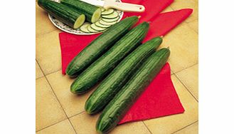 Unbranded Cucumber Telegraph Improved Seeds