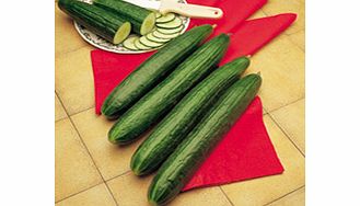 Unbranded Cucumber Telegraph Improved Seeds