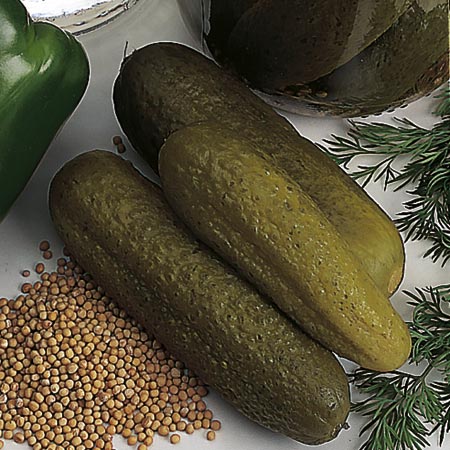 Unbranded Cucumber Venlo Pickling (Gherkin) Seeds Average