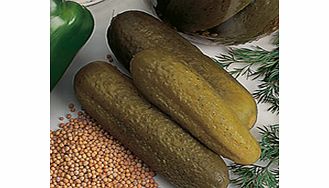 Unbranded Cucumber Venlo Pickling (Gherkin) Seeds