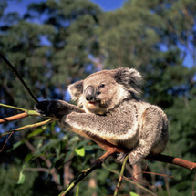 Unbranded Cuddle a Koala - Adult
