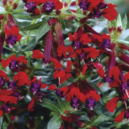 Unbranded Cuphea Tiny Mice Plants Pack of 6 Pot Ready Plants